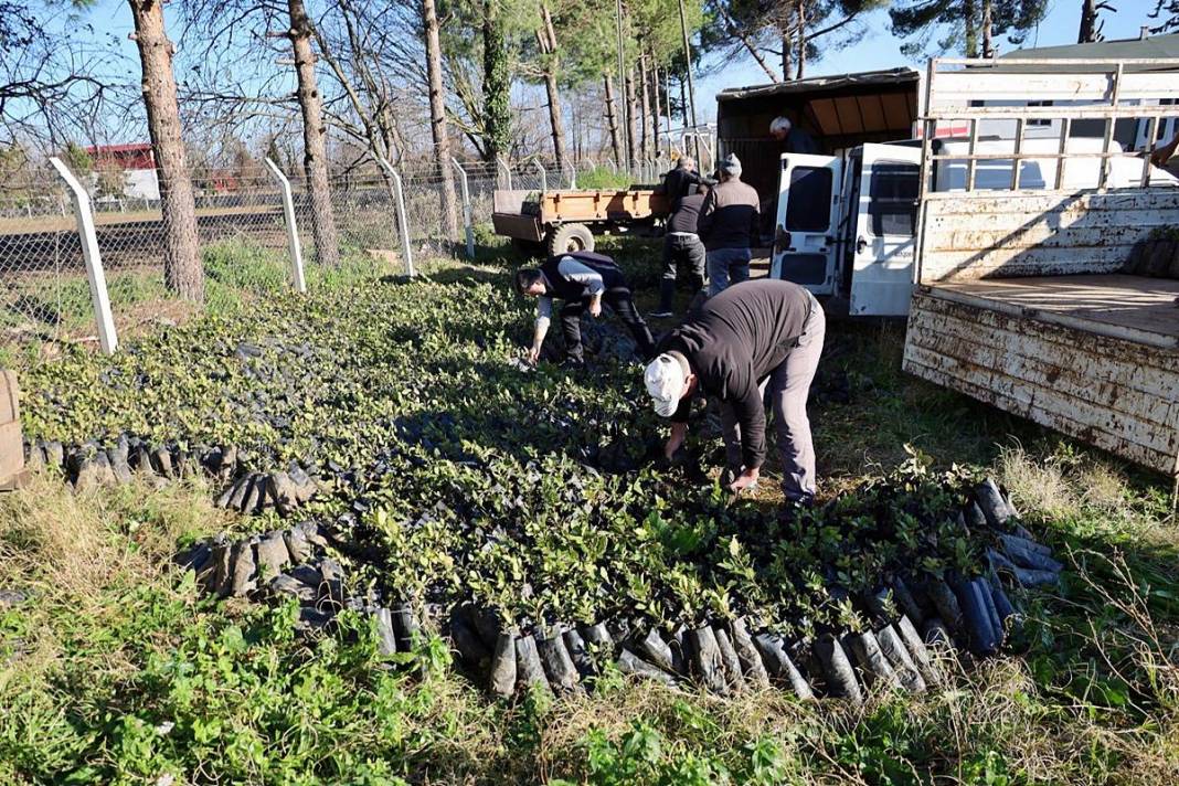 O köyün gelir kapısı: Pazarda kilosu 35 TL'den satılıyor! Hasat başladı, tezgahta bolluk yaşanıyor 14